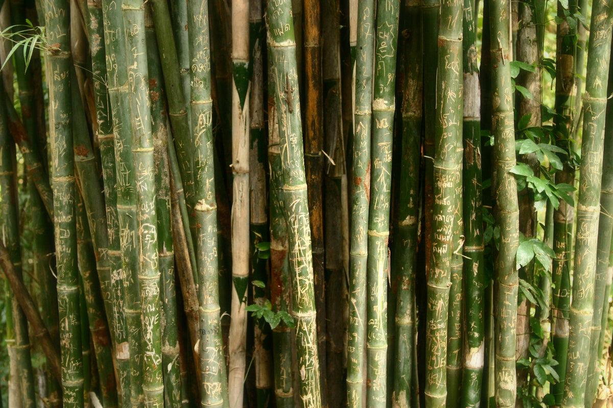 Dense Bamboo Forest