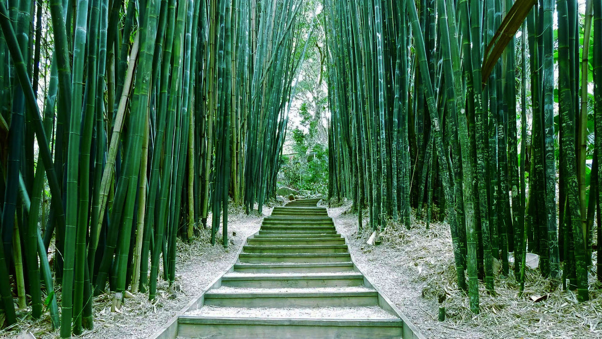 Bamboo Forest
