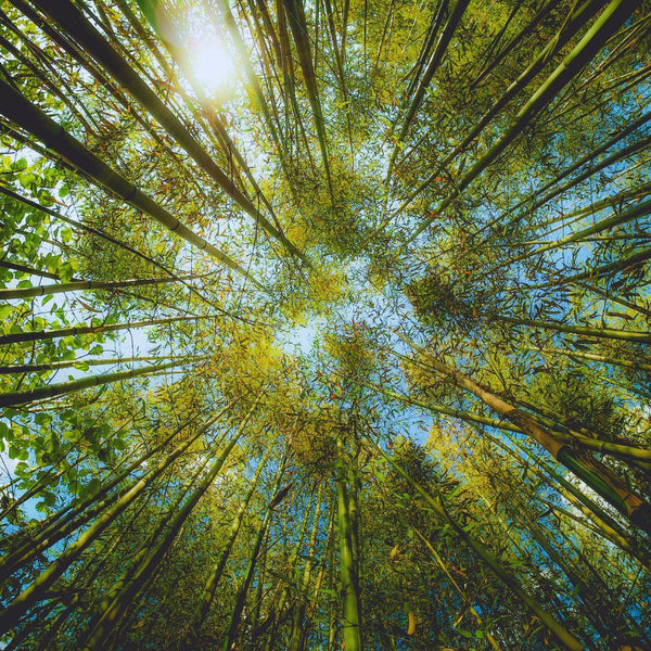 Green Gold and Its Challenges – Bamboo in Ethiopia
