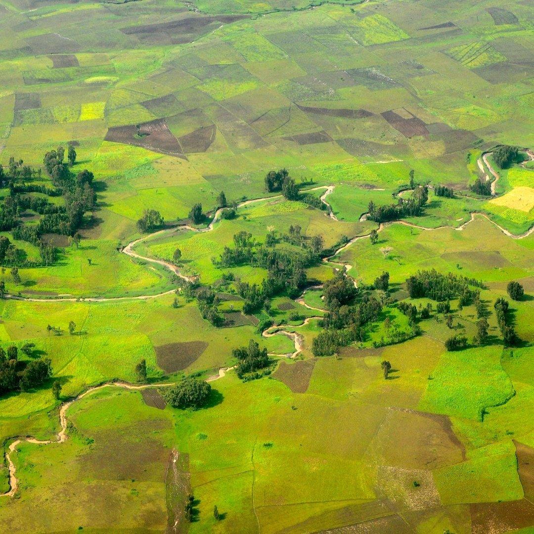 Bamboo: A New Hope in the Fight Against Drought