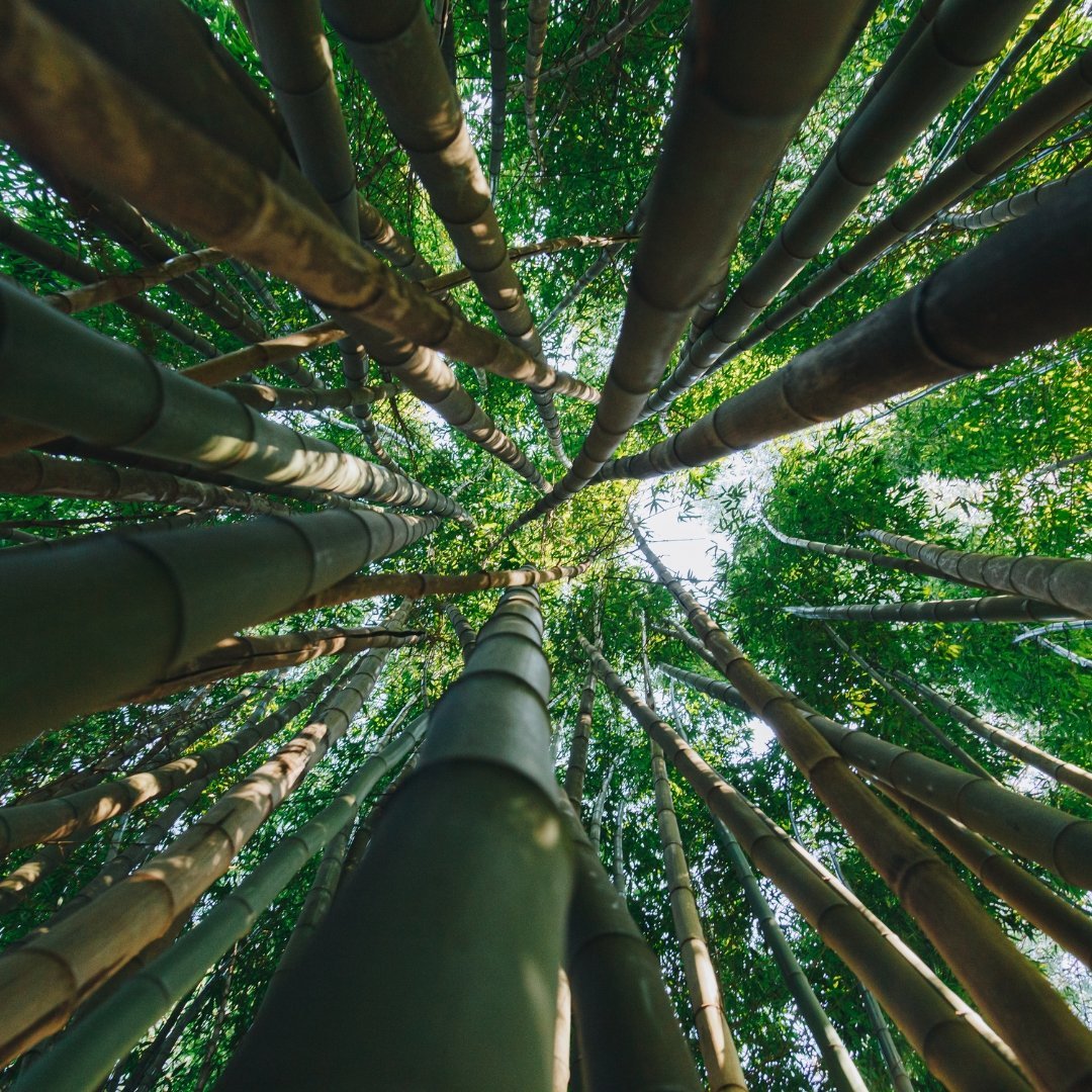 Horstbildender Bambus: Nachhaltigkeit und Vielseitigkeit für eine grünere Zukunft - BPlanet GmbH