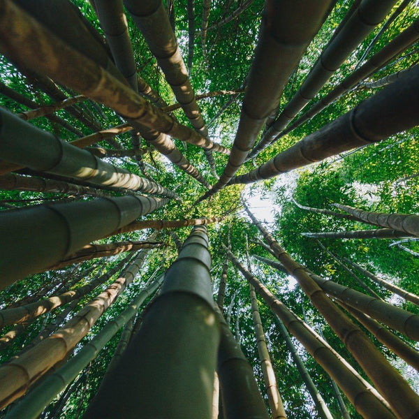 Clumping Bamboo: Characteristics and Cultivation