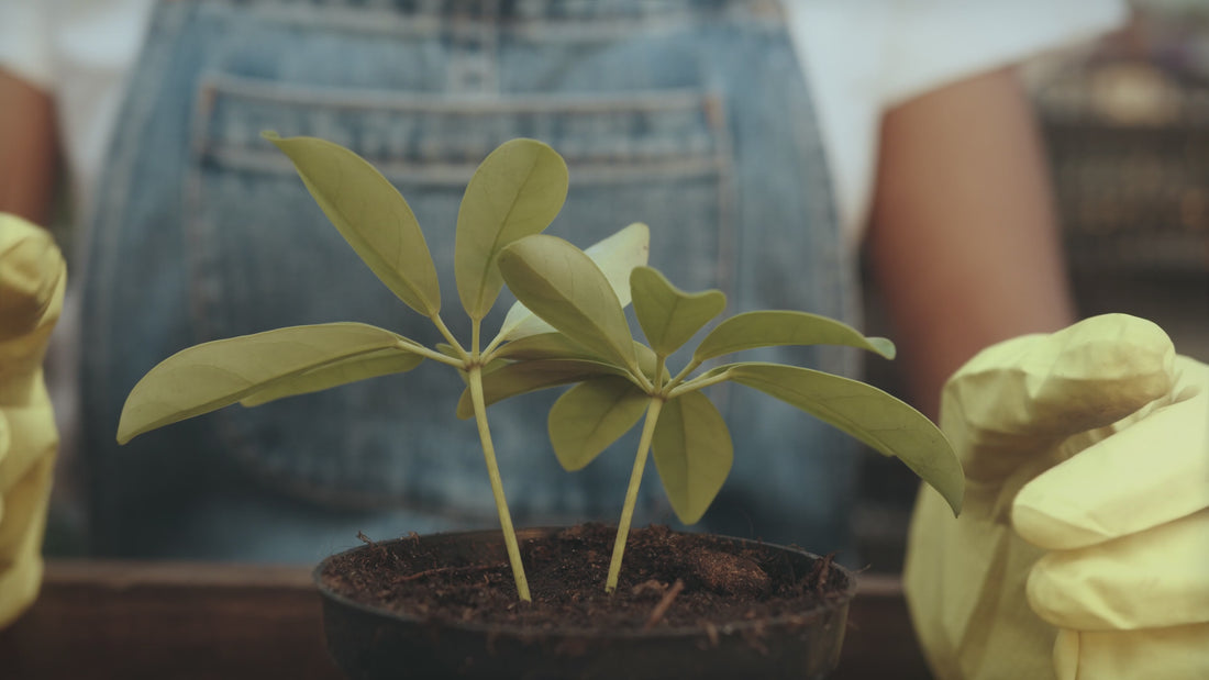 Plant a Tree